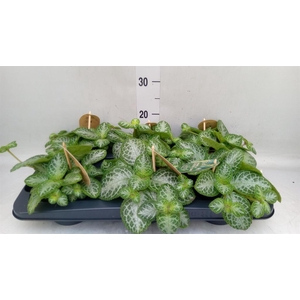 Episcia cupreata 'Minty Imp'