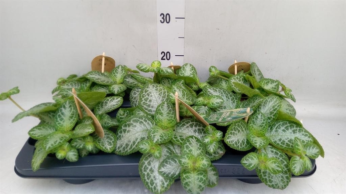<h4>Episcia cupreata 'Minty Imp'</h4>