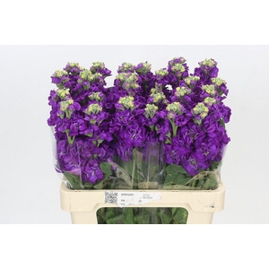 Matthiola Iron Purple