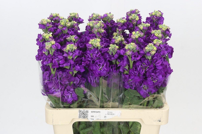 Matthiola Iron Purple