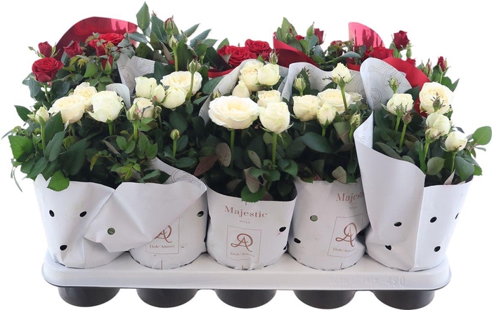 <h4>Ro Kordan Grande Gem</h4>