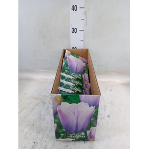 Tulipa   ...flowerbulbs