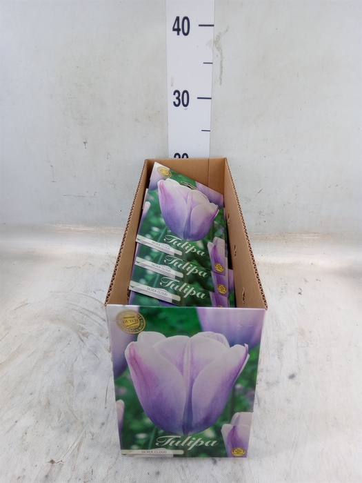 <h4>Tulipa   ...flowerbulbs</h4>