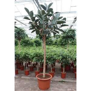 Ficus Burgundy