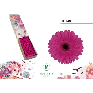 GE MI LILLIAN Doos x60