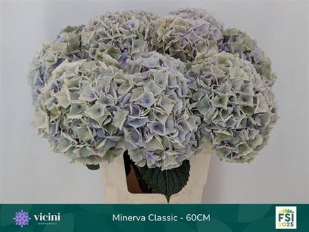 <h4>Hydr M My Minerva Cl</h4>