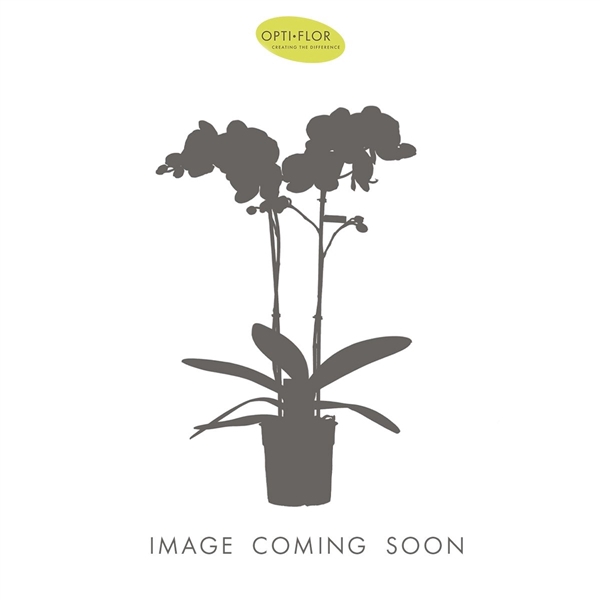 <h4>Tablo Champagne 2 spike in Emilia White Aquo</h4>
