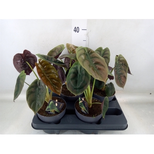 Alocasia cuprea 'Red Secret'