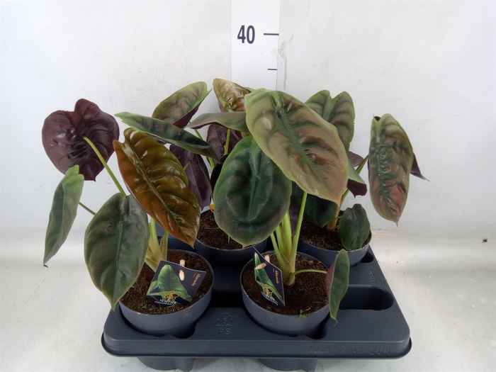 <h4>Alocasia cuprea 'Red Secret'</h4>