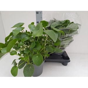 PILEA PEPEROMIOIDES