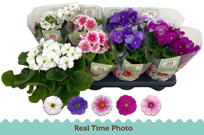 <h4>PRIM OB TM GEM</h4>