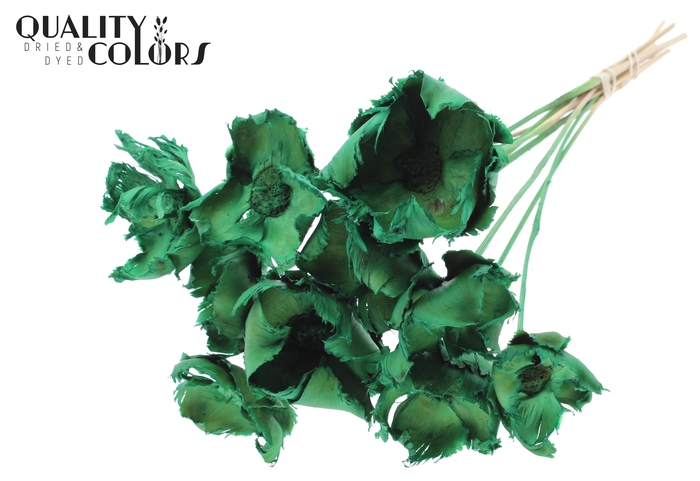 Palm cup on stem Bleached  Light Green