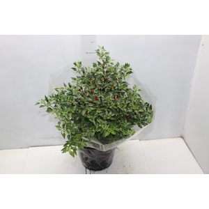 PIMENTA MALAGUETINHA P24