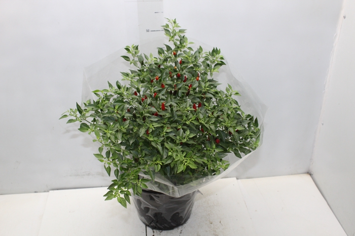 <h4>PIMENTA MALAGUETINHA P24</h4>
