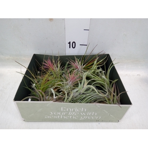 Tillandsia