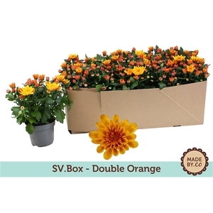 Chrysant Double Orange SVBox