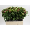 Paeonia Red Charm