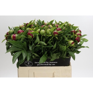 Paeonia Red Charm