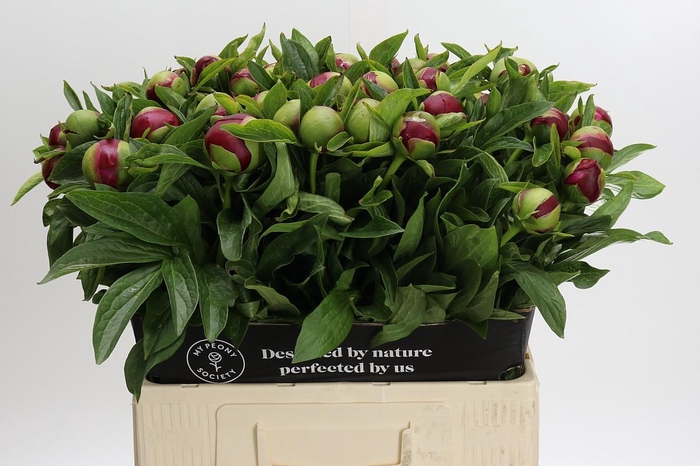 Paeonia Red Charm