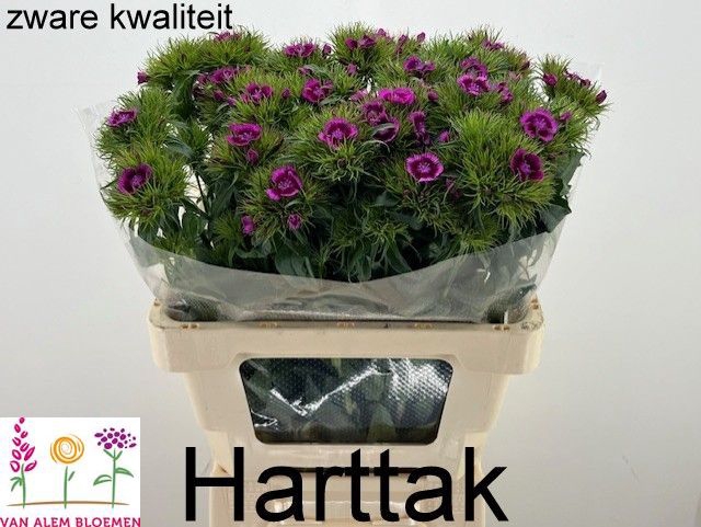 <h4>DI BARB WILL MAG BIC</h4>