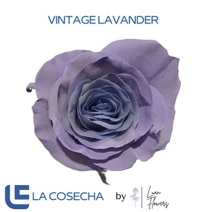R GR VINTAGE LAVENDER EQ