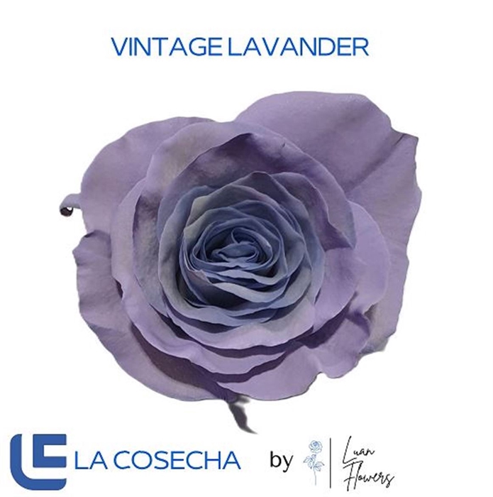 <h4>R GR VINTAGE LAVENDER EQ</h4>