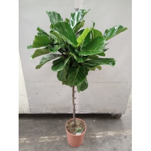 Ficus lyrata