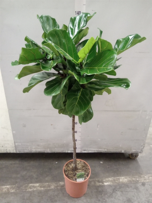 <h4>Ficus lyrata</h4>