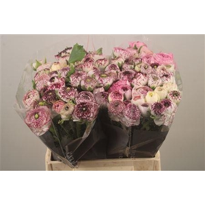 Ran El White Stripes