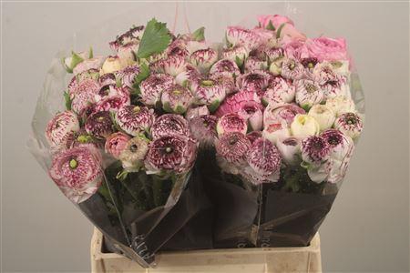 <h4>Ran El White Stripes</h4>