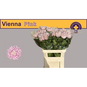 CHR G VIENNA PINK