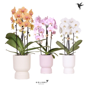 Kolibri Orchids Phalaenopsis Cascade Niagara Fall mix 2 spike in Diabolo pot mix
