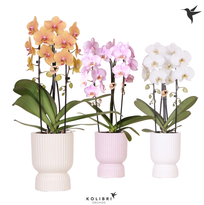 <h4>Kolibri Orchids Phalaenopsis Cascade Niagara Fall mix 2 spike in Diabolo pot mix</h4>