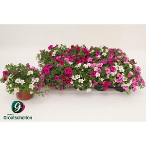 CALIB CA MM PI PARAD