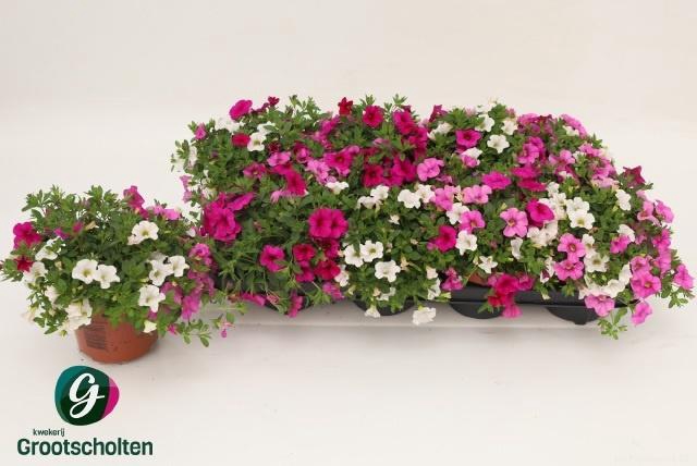 <h4>CALIB CA MM PI PARAD</h4>