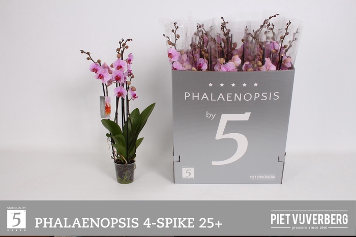 <h4>PHAL OV ROZE</h4>