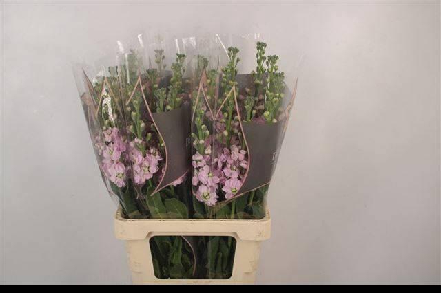 <h4>MATTH PHANT LIGHTROS</h4>