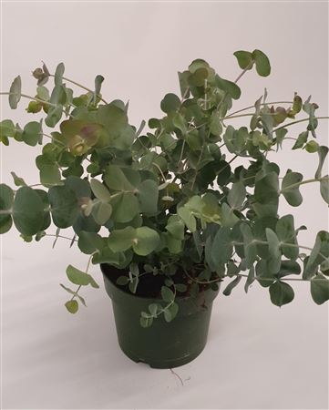 <h4>Eucalyptus Cinerea Bush</h4>