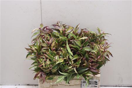 <h4>Leucothoe Rainbow 050cm</h4>