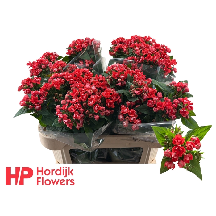 <h4>Bou Du Coral</h4>