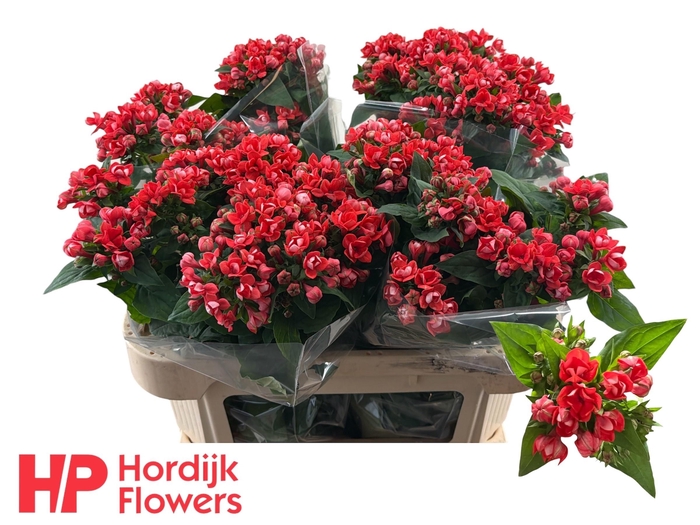 <h4>BOU DU CORAL</h4>