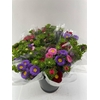 Callis Per Bos 50 Cm