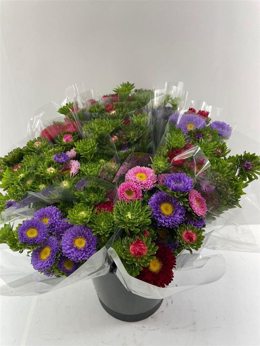 Callis Per Bos 50 Cm