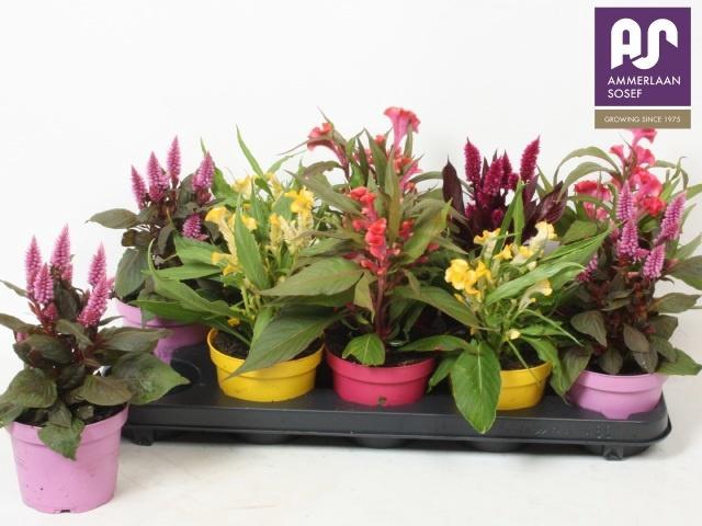 <h4>CEL ARGENTEA GEM</h4>