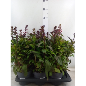 Lobelia speciosa 'Starship Scarlet'