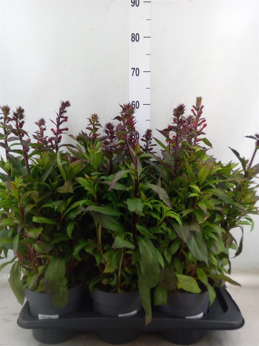 <h4>Lobelia speciosa 'Starship Scarlet'</h4>
