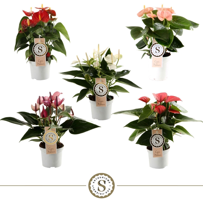 <h4>Anthurium Top Mix 9cm</h4>
