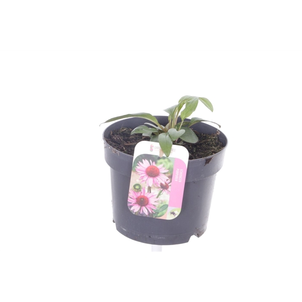 <h4>Echinacea purpurea Little Magnus</h4>