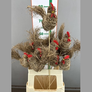 E. CHICKEN STRAW 17 CM OP STOK