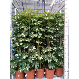 Schefflera arbor. 'Gold Capella'